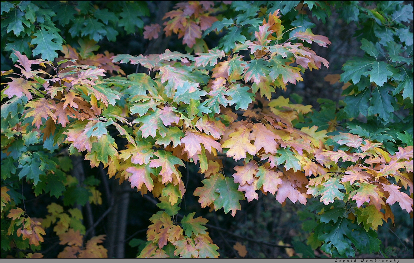 A rich palette of autumn