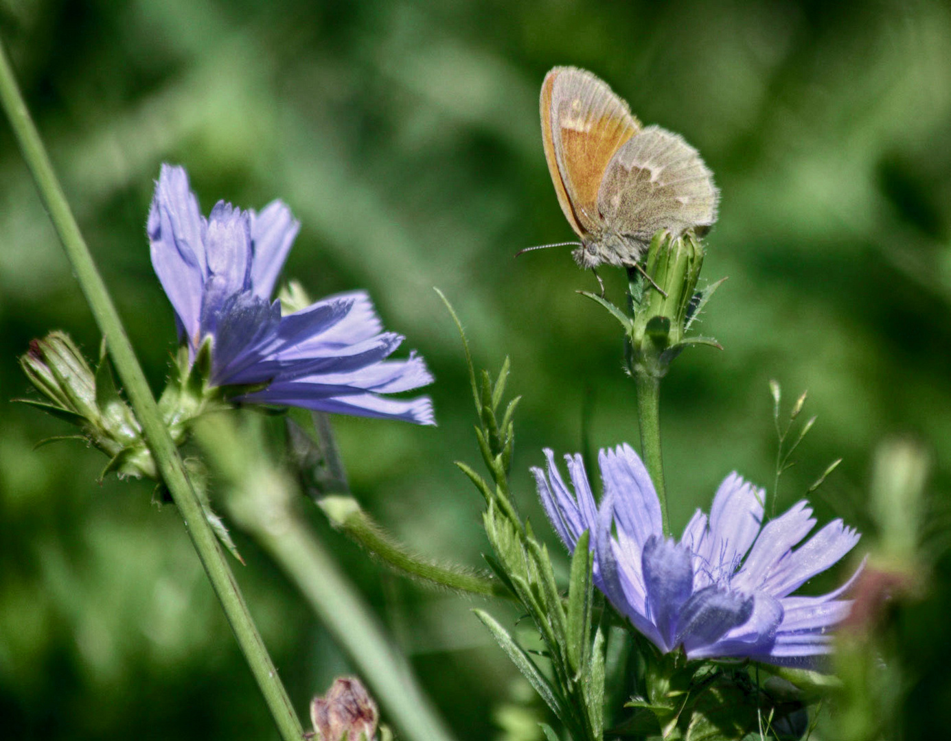 A Ringlet Butterfly  (Athanotpus hyperantus)