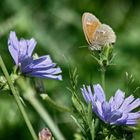 A Ringlet Butterfly  (Athanotpus hyperantus)