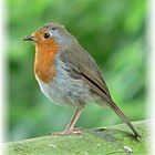 A robin collecting his food