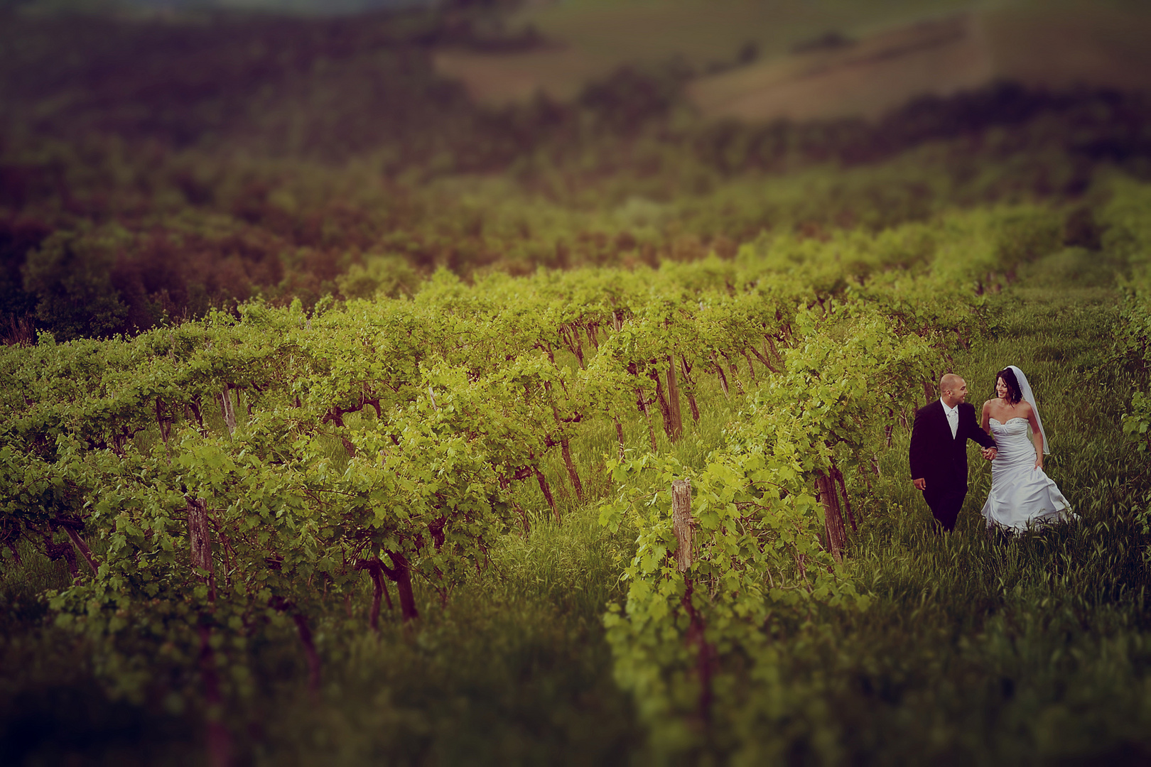 A romantic walking in the vineyards of Chianti.