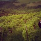 A romantic walking in the vineyards of Chianti.