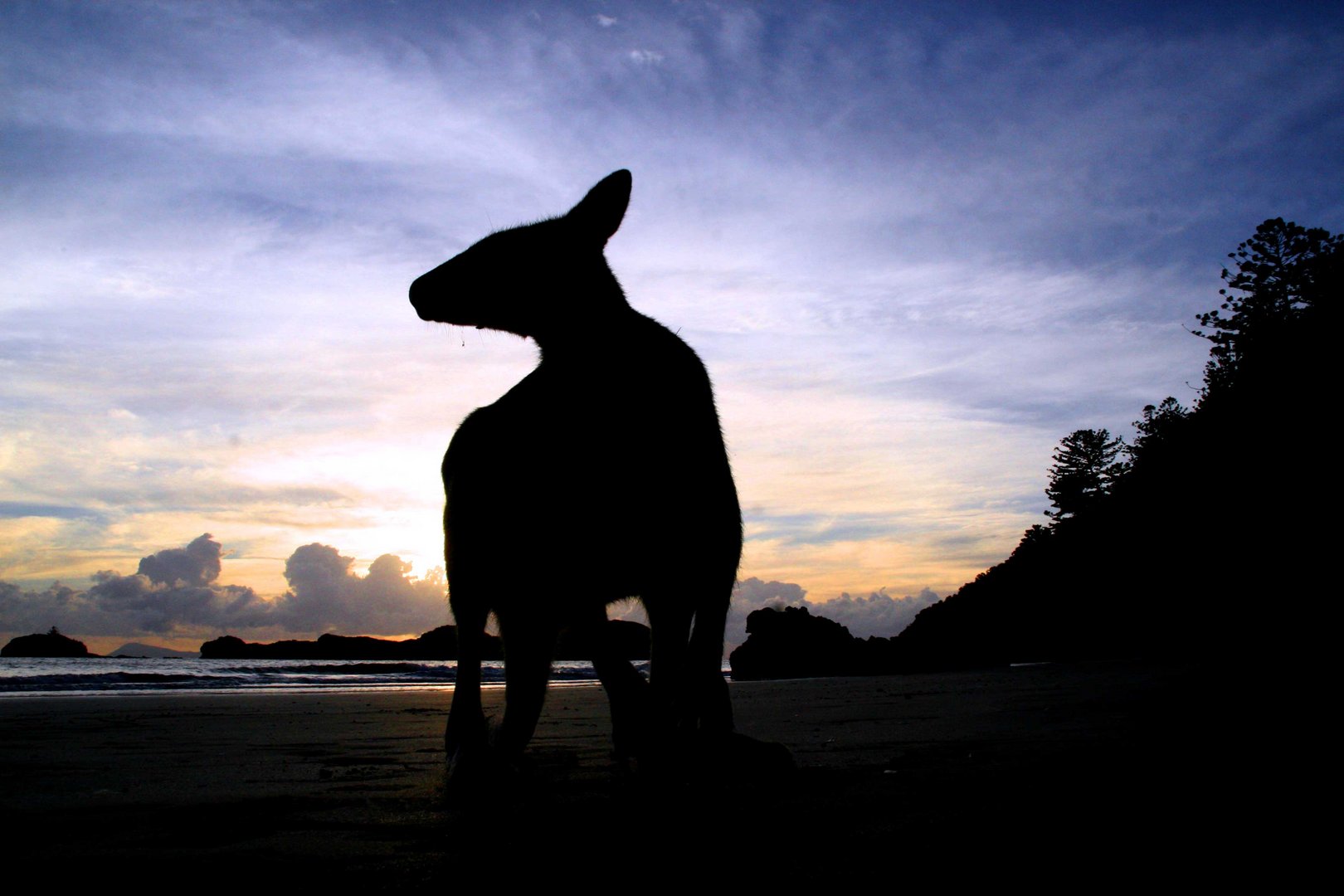 a roo on the beach