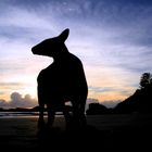 a roo on the beach