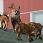 a rooftop gathering 