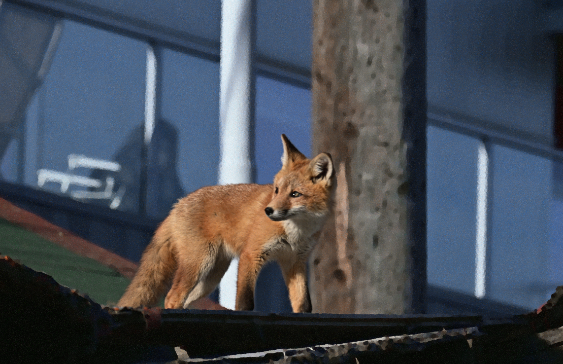 a rooftop wanderer 