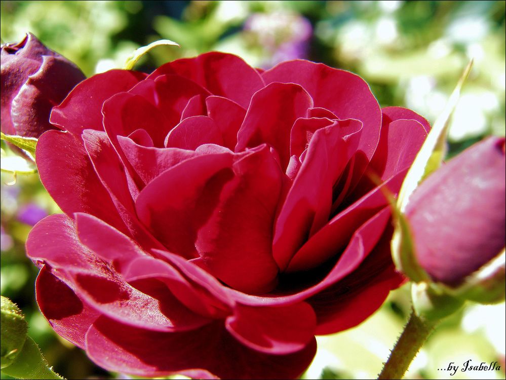 A rosa de Isabella