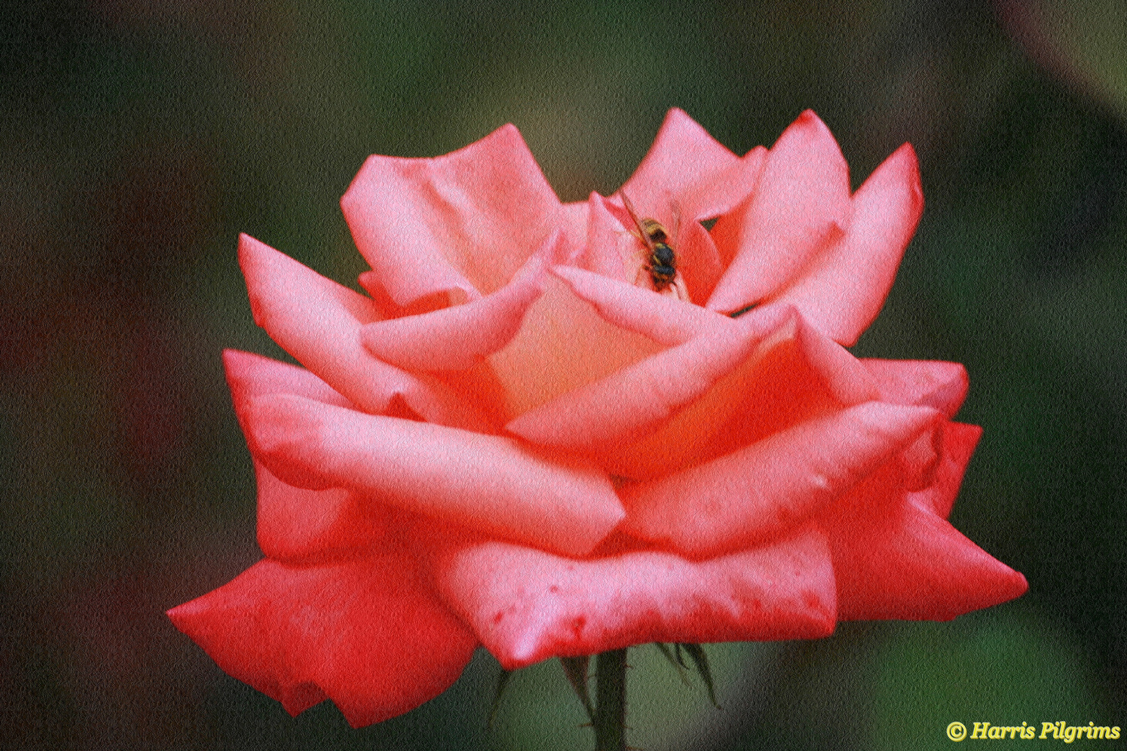 A Rose