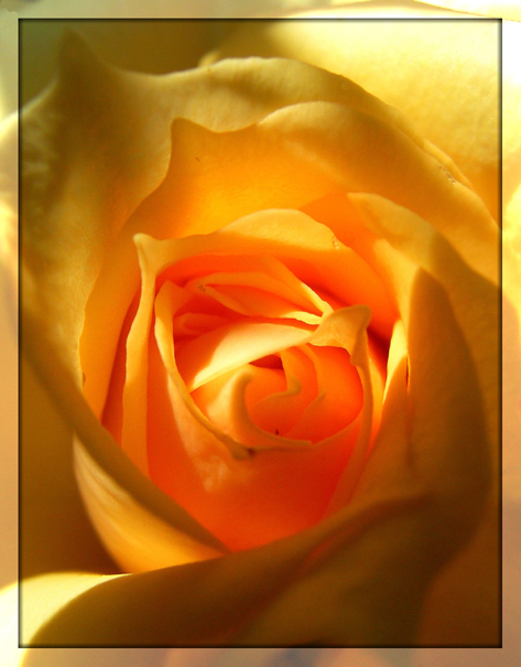 A Rose.....