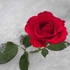 A Rose Amidst the Snow