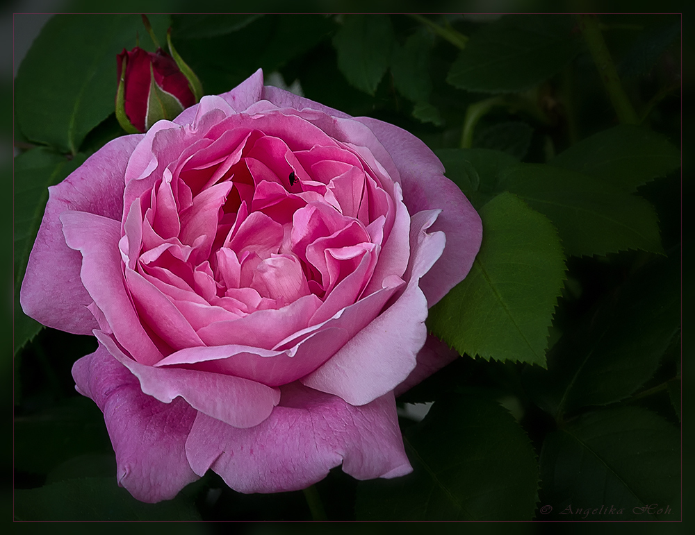 A rose and a bud....