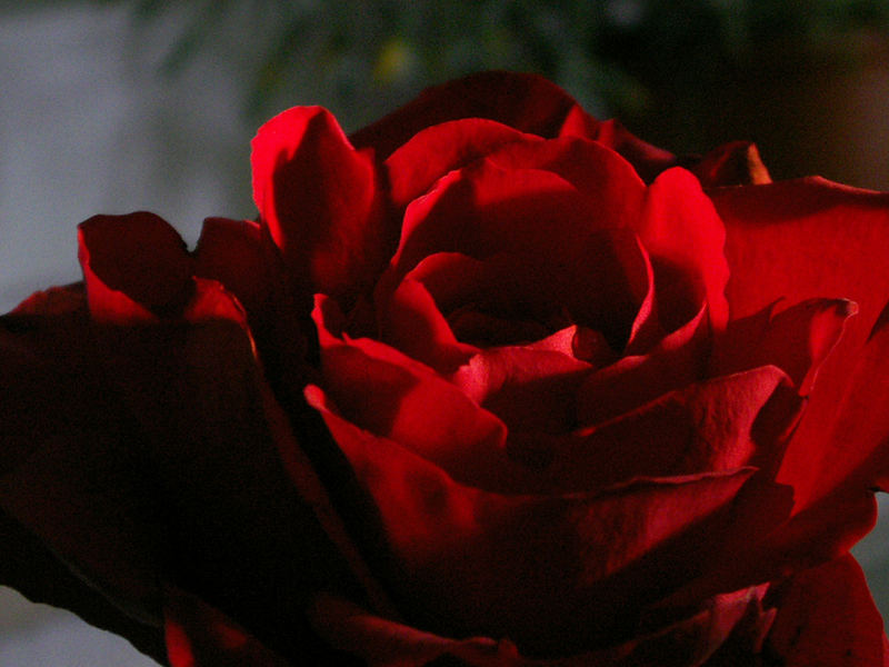 a rose for you Foto & Bild natur, pflanzen, youth Bilder auf