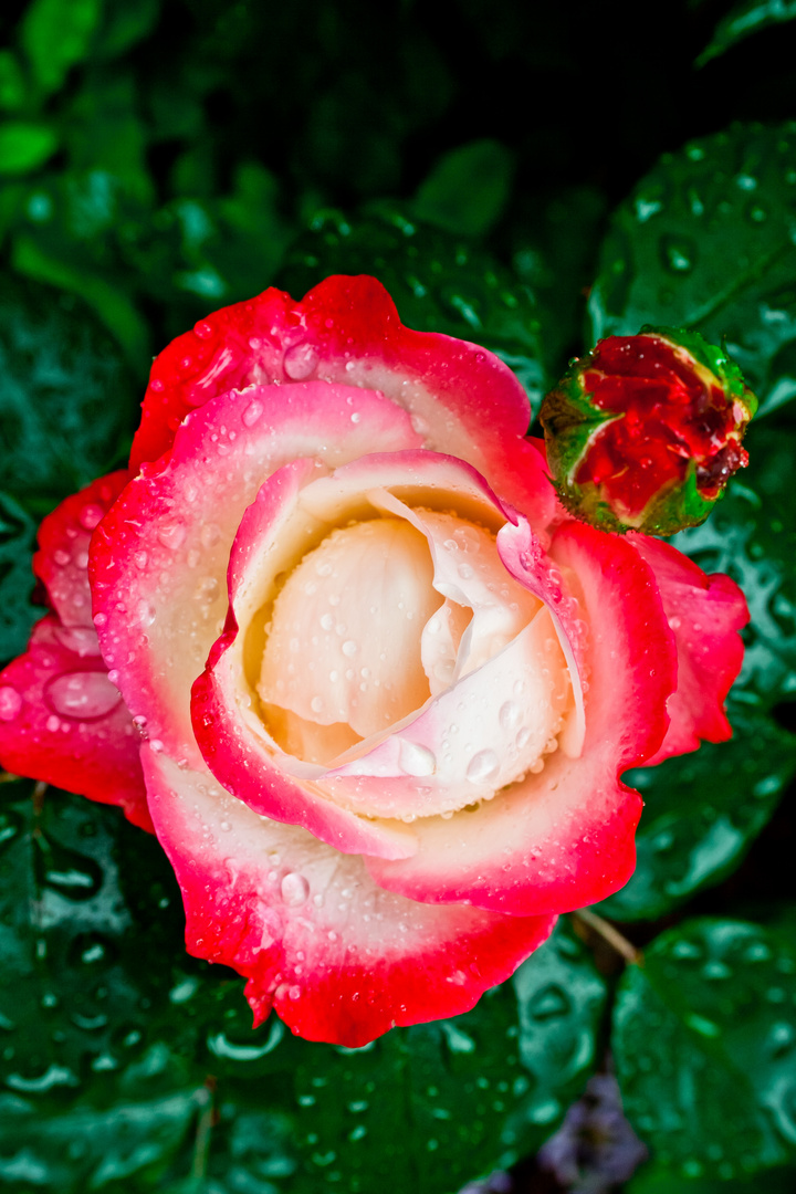 A Rose In The Rain