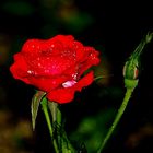 a rose in the rain(dedicato a Sofy)