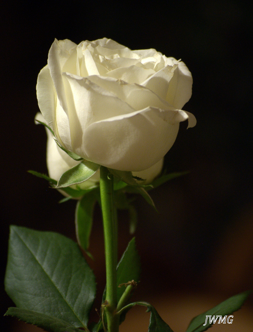 A rose in white