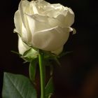 A rose in white