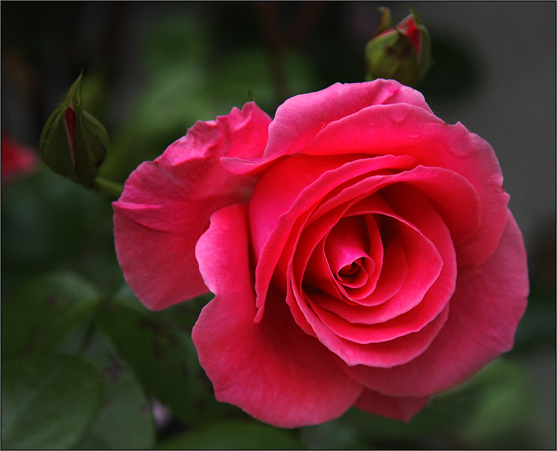 A rose is a rose, today it`s a wednesdayrose