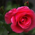 A rose is a rose, today it`s a wednesdayrose