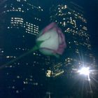 A rose on the skyline...