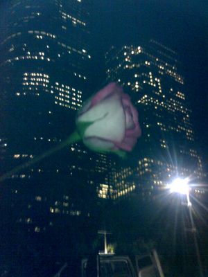 A rose on the skyline...
