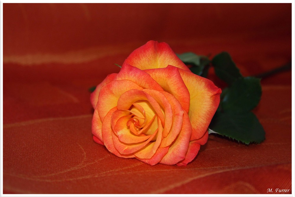 A rOsE tO sAy I LoVe YoU...!!!