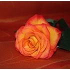 A rOsE tO sAy I LoVe YoU...!!!