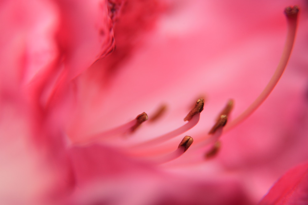 a royal azalea blossom