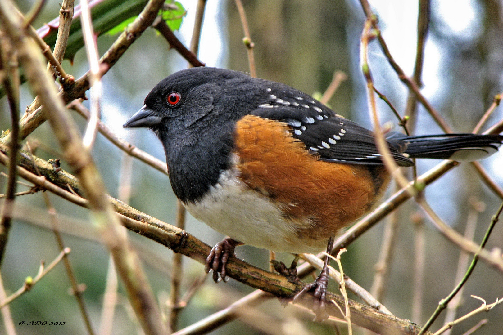 A Rufous-Sided Towhee