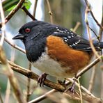 A Rufous-Sided Towhee