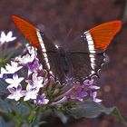 A Rusty Tipped Page  (Siproeta epaphus)