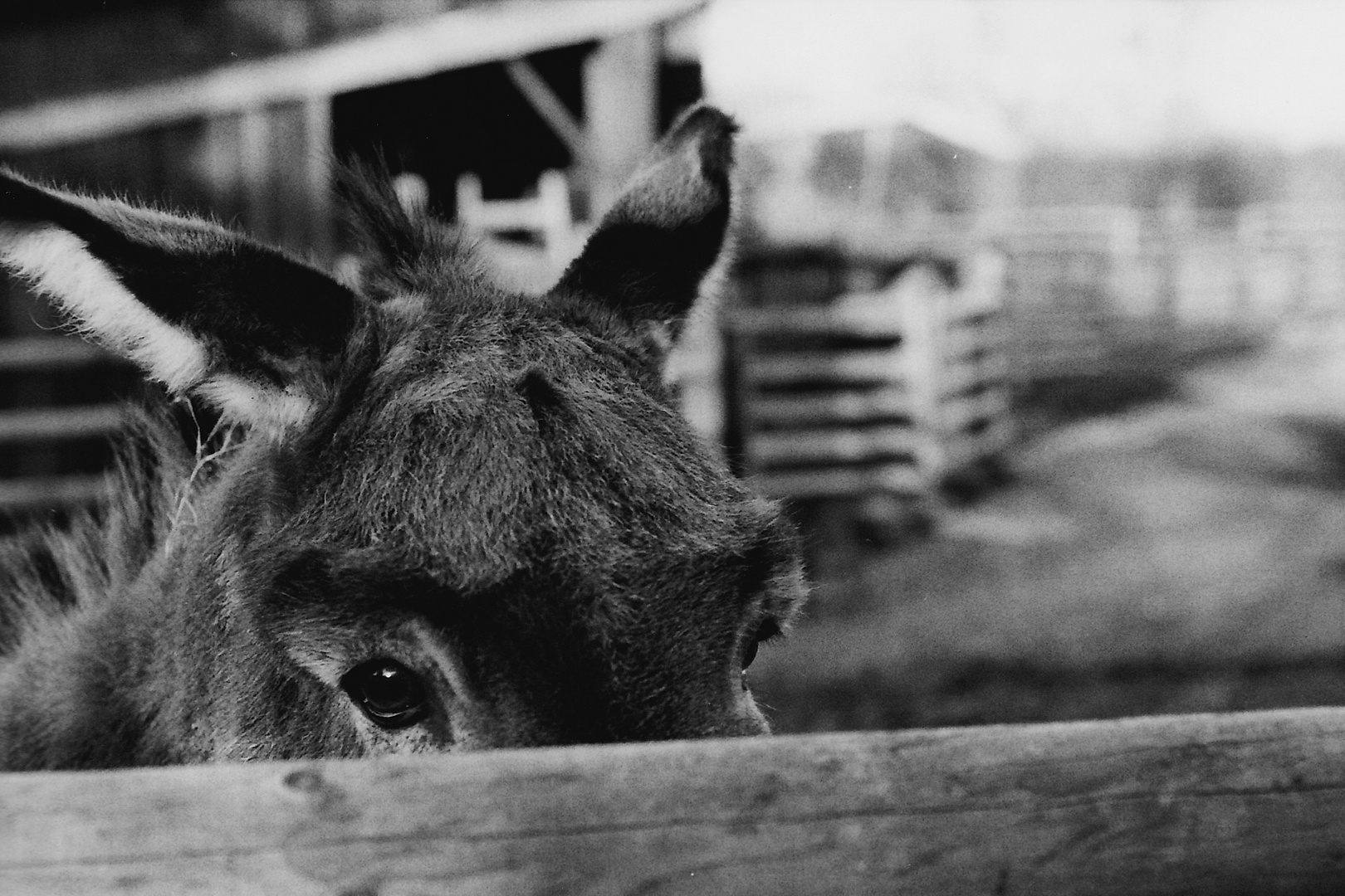 A sad donkey (Nikon FM3A)