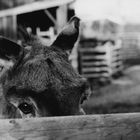 A sad donkey (Nikon FM3A)