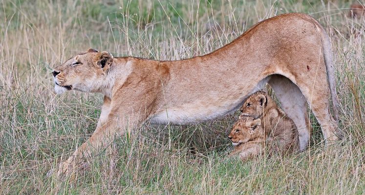A safe place under moms tummy
