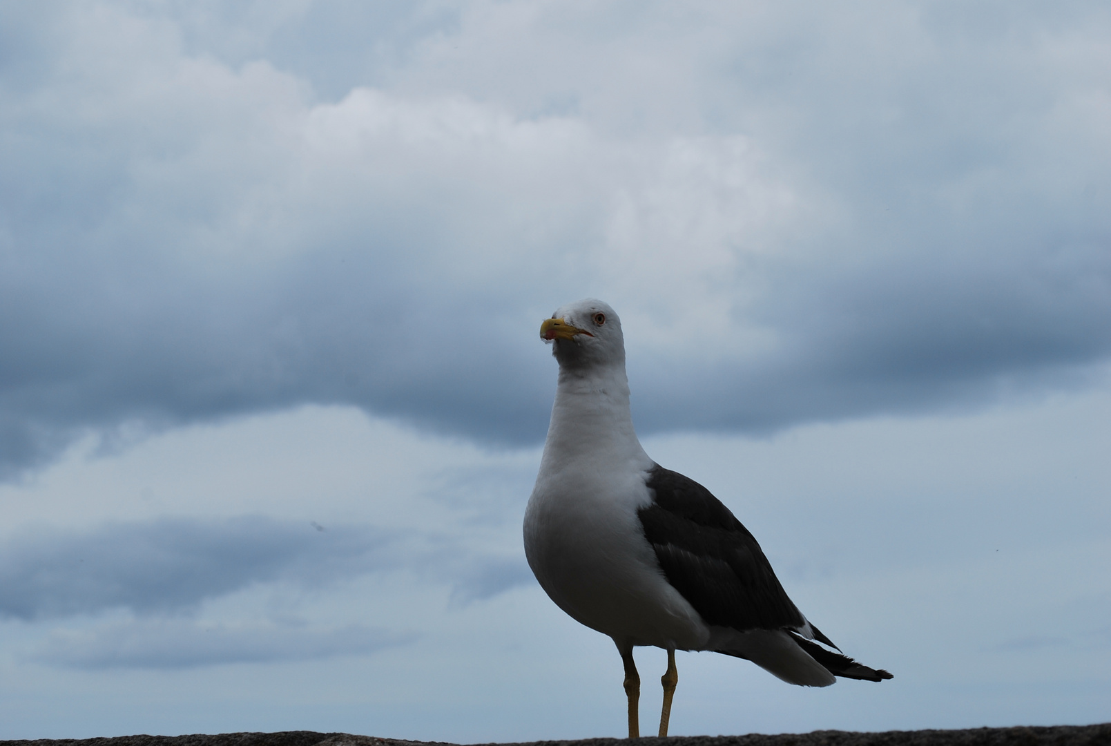 A Saint-Malo un oiseau contemplait les hommes ...