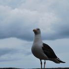 A Saint-Malo un oiseau contemplait les hommes ...