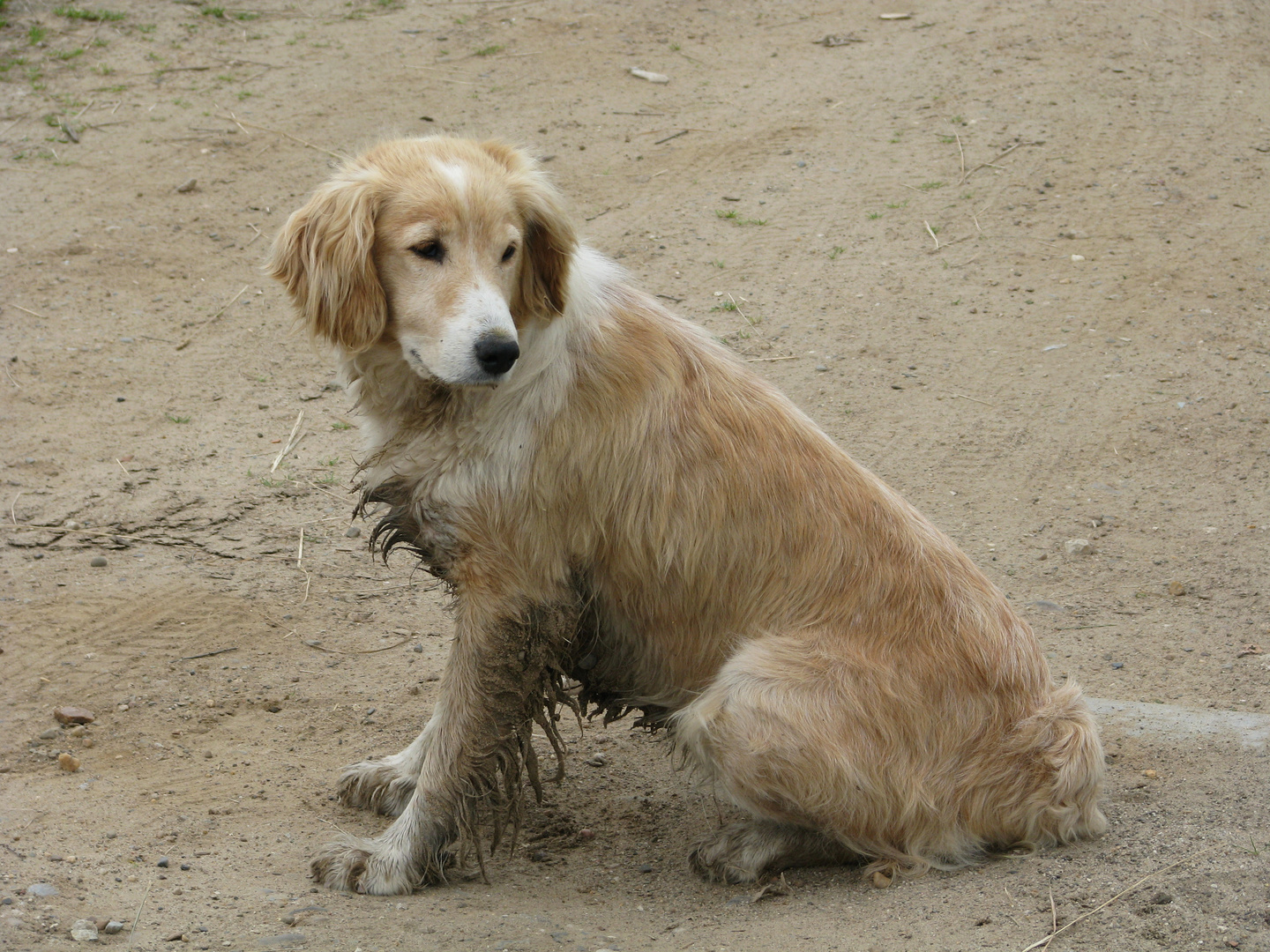 a sand-coloured dog