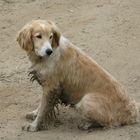 a sand-coloured dog