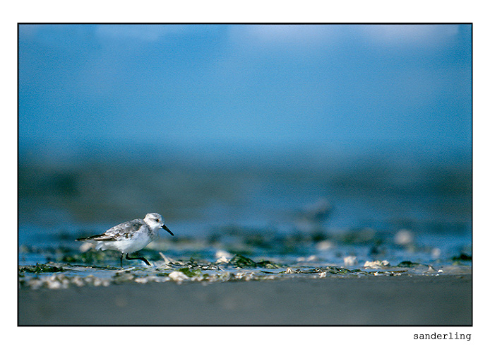 a sanderling walks