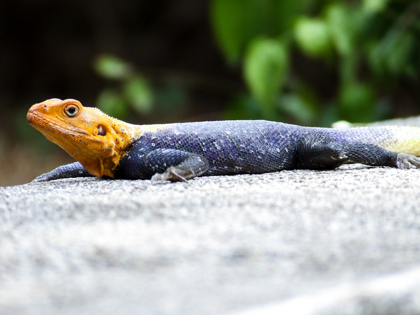 a saurian in Abuja, Nigeria