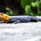 a saurian in Abuja, Nigeria