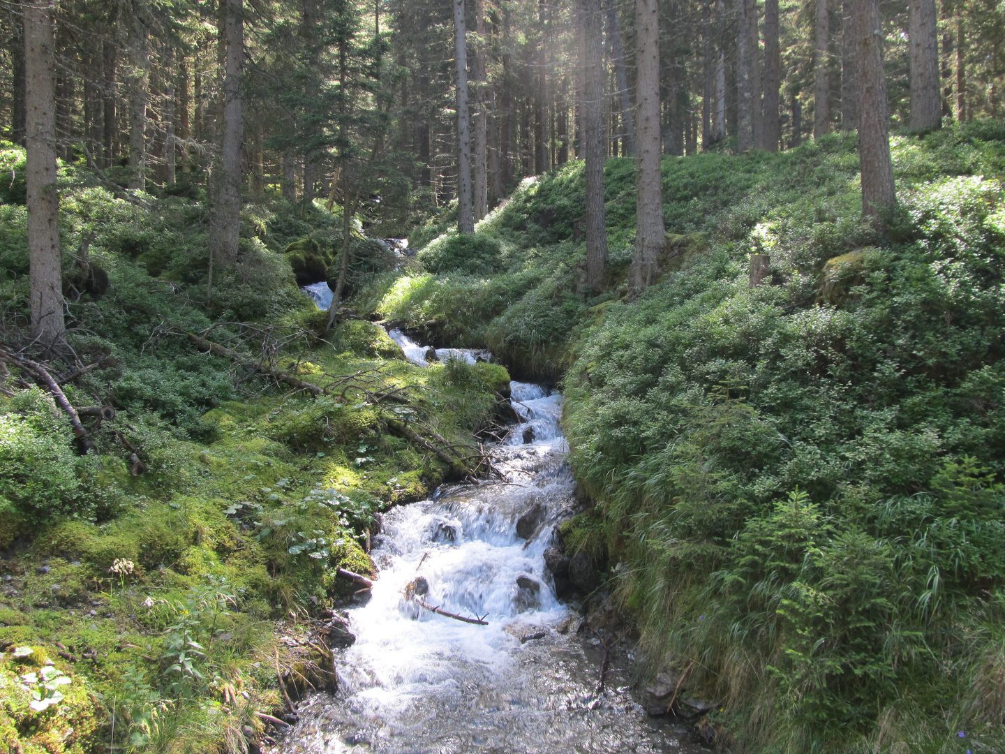 A schönes Bacherl im Woad