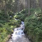 A schönes Bacherl im Woad