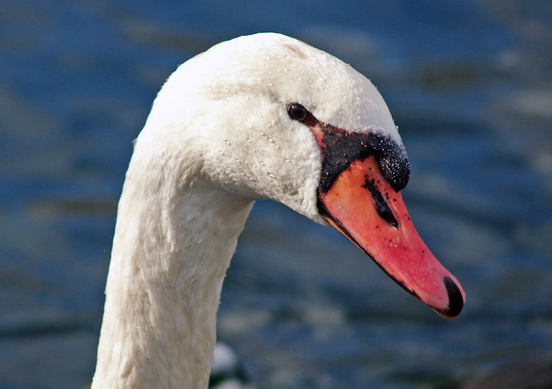 ...a Schwan aus Forchheim