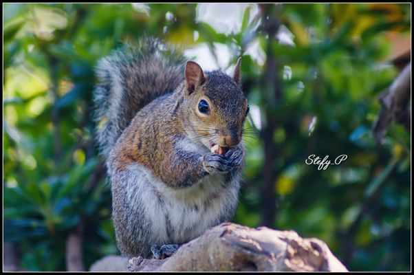 A Scoiattoland 1 (reloaded)