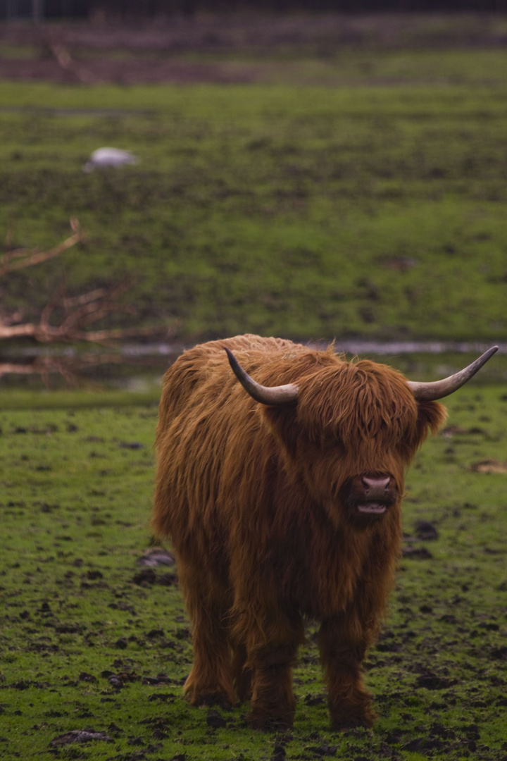 A Scottish Highlander