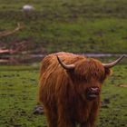 A Scottish Highlander