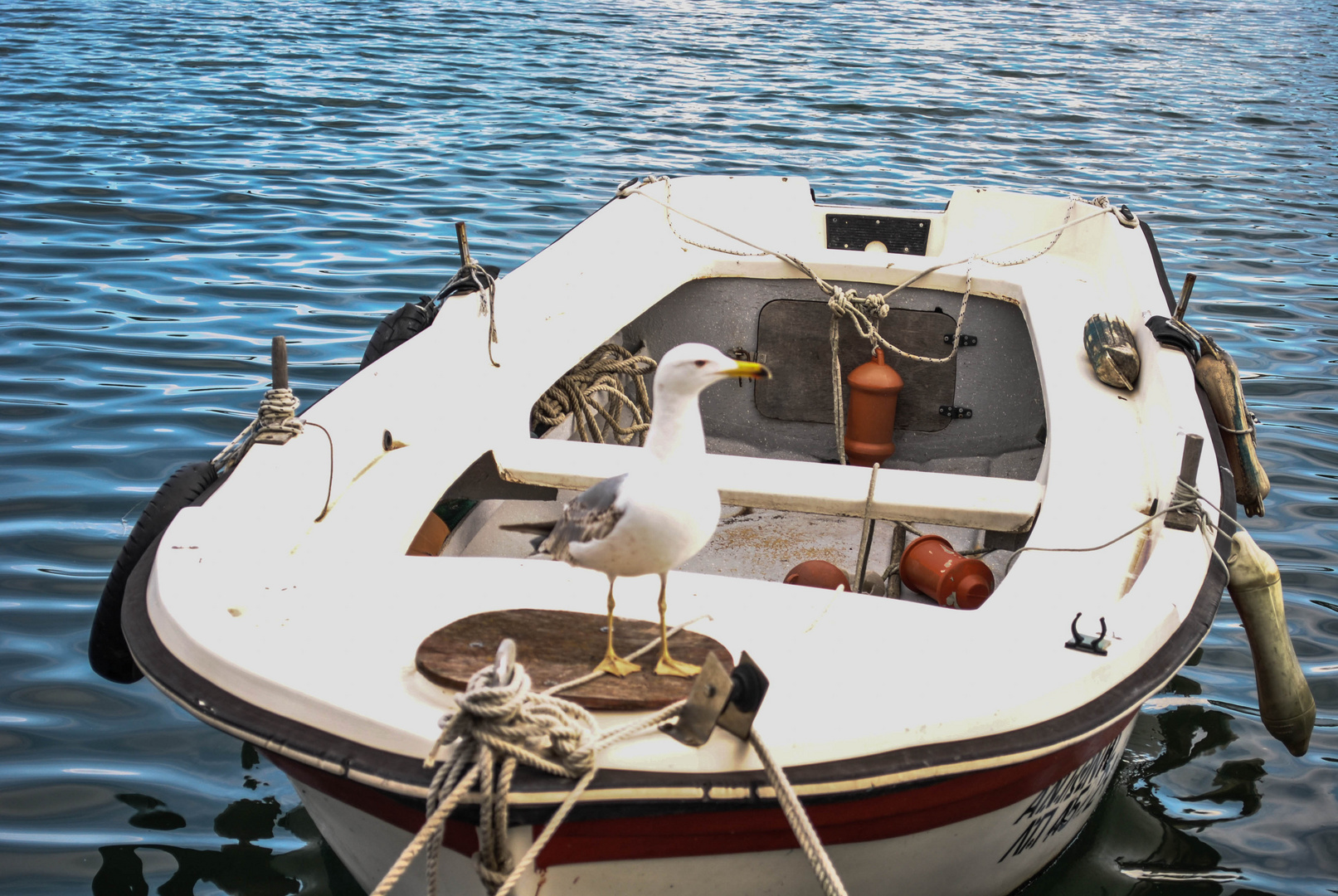 a sea gull as a boatman