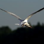 A sea Gull flying away....