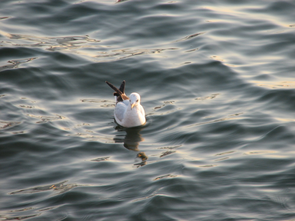 A Sea Gull is swimming at Dubai Creek