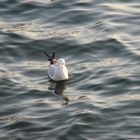 A Sea Gull is swimming at Dubai Creek